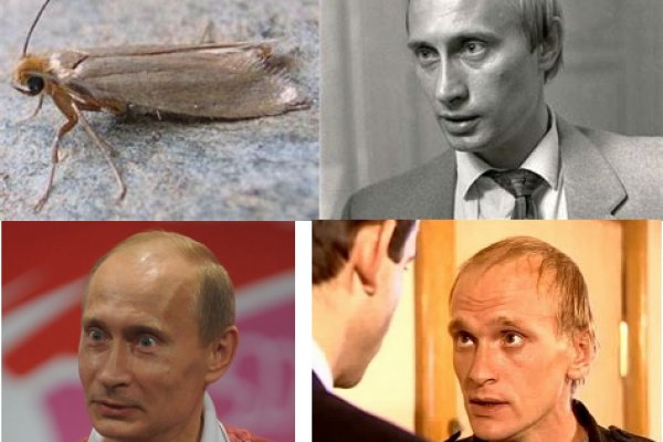 Ссылка на кракен на сегодня