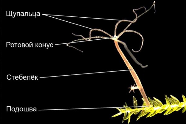 Ссылка на кракен тор kr2web in